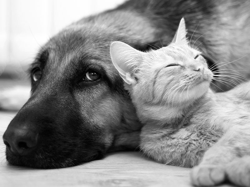 A kitten leaning against the head of a big dog.