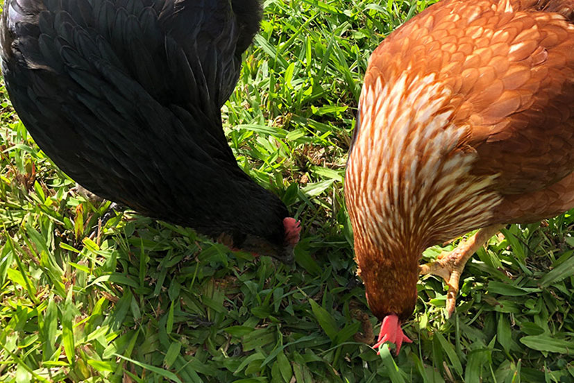 Two chickens eating off the grass.