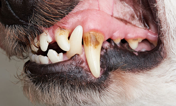 A close up photo of a dog's teeth.