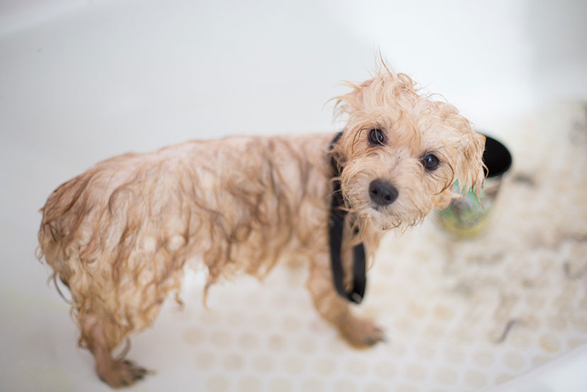 A wet dog standing in a bath tub.