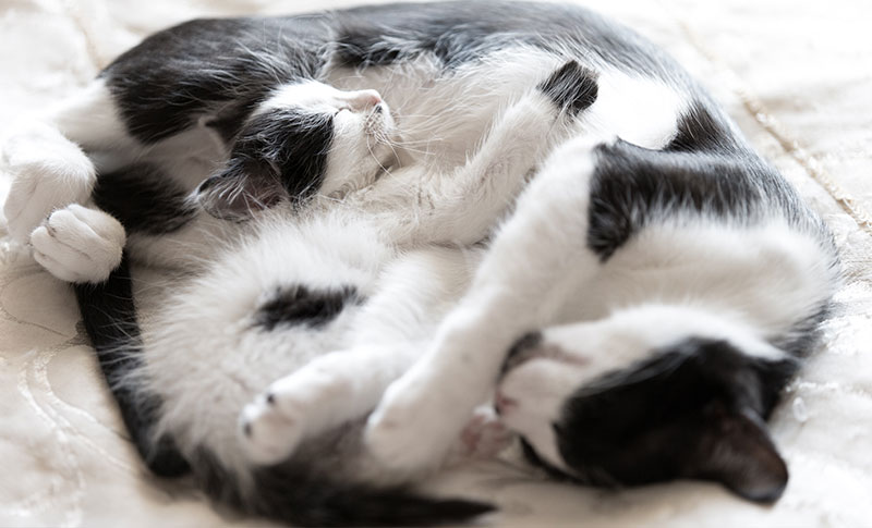 Two cats laying down together on a white rug.