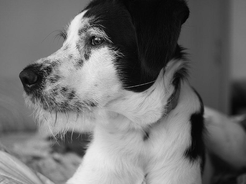 An old, black and white dog's face.