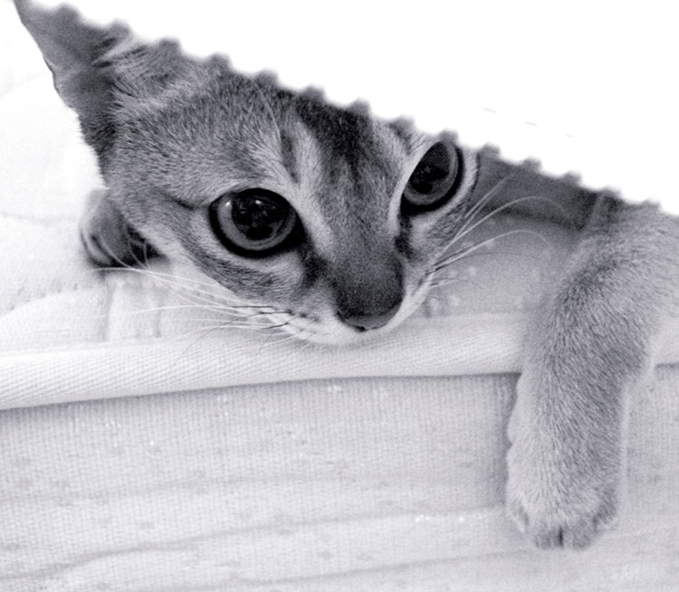 A small kitten laying on a mattress under a blanket.