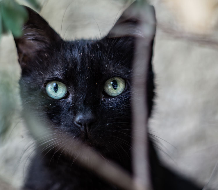 A black cat with green eyes.