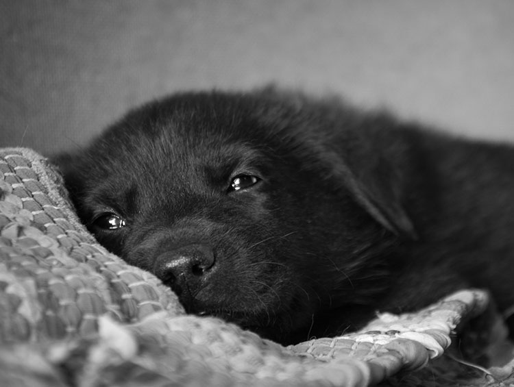 A black puppy laying on a wool blanket.